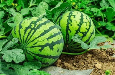 Watermelon Production — 80-Day Cycle