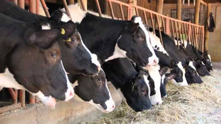 Zero-Grazing Dairy Cattle Management (Annual Cycle)