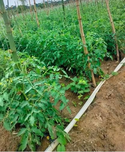 Open-Field Tomato Production (90 Days)