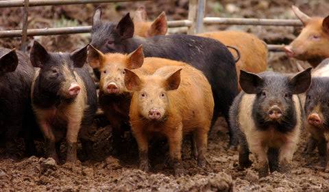 Pig Farming — Weaner to Market (120 Days)