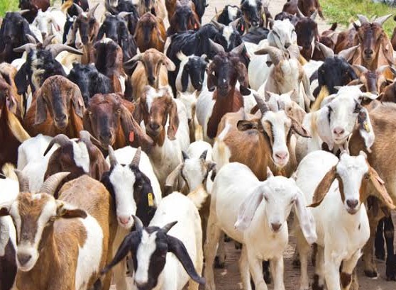 Goat Fattening for Market — 90-Day Programme