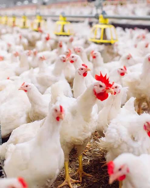 Profitable Broiler Farming (45-Day Cycle)