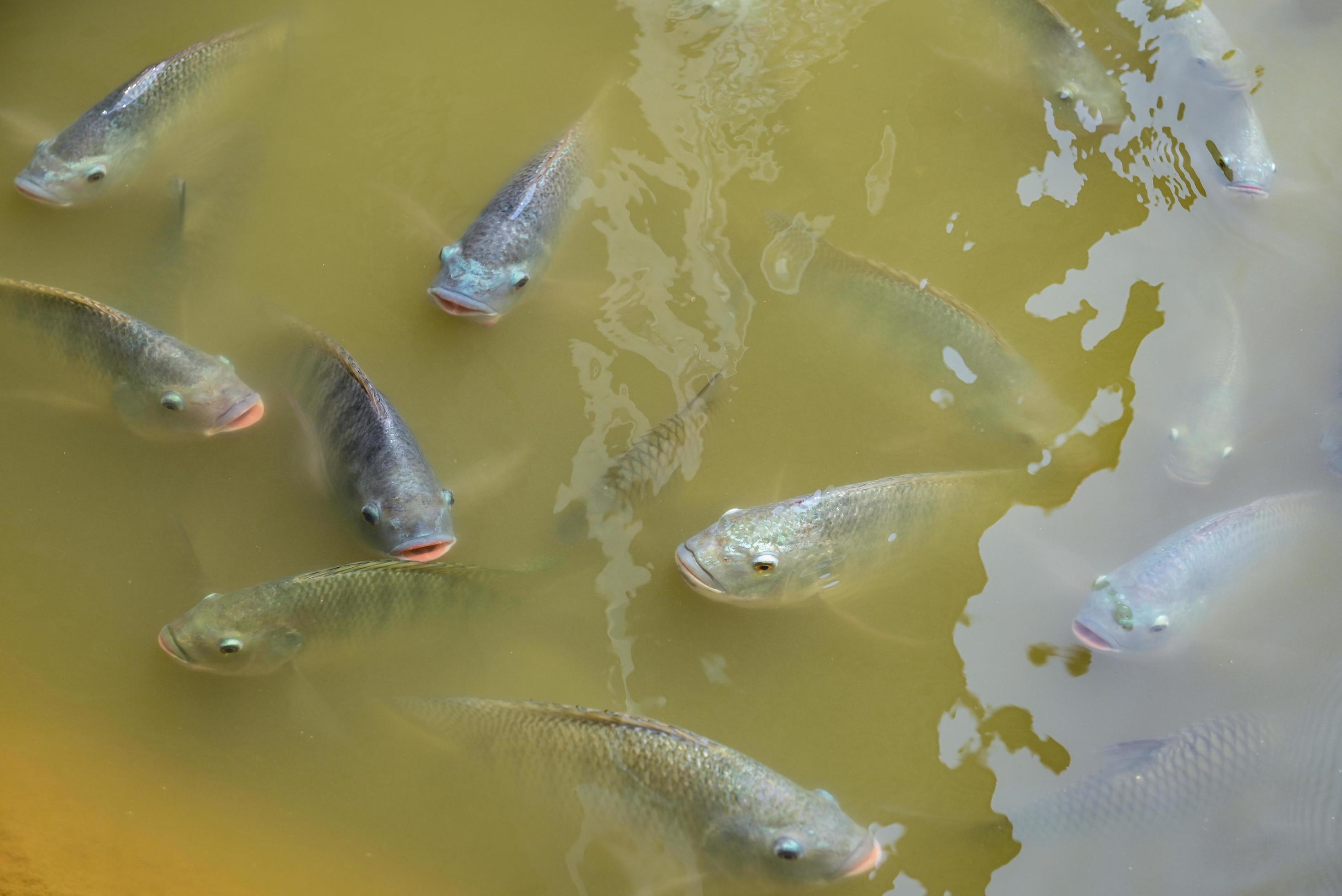 Tilapia Pond Farming — 180-Day Cycle