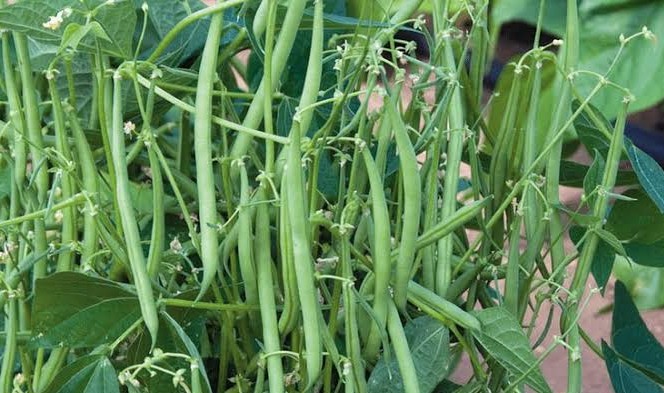 French Beans for Export — 60-Day Cycle
