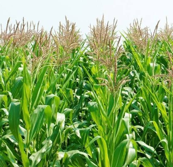 Hybrid Maize Production — Rift Valley (120 Days)
