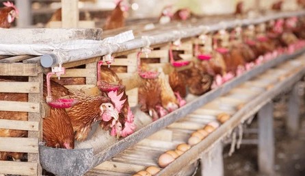 Layer Chicken — Pullets to Full Production (150 Days)