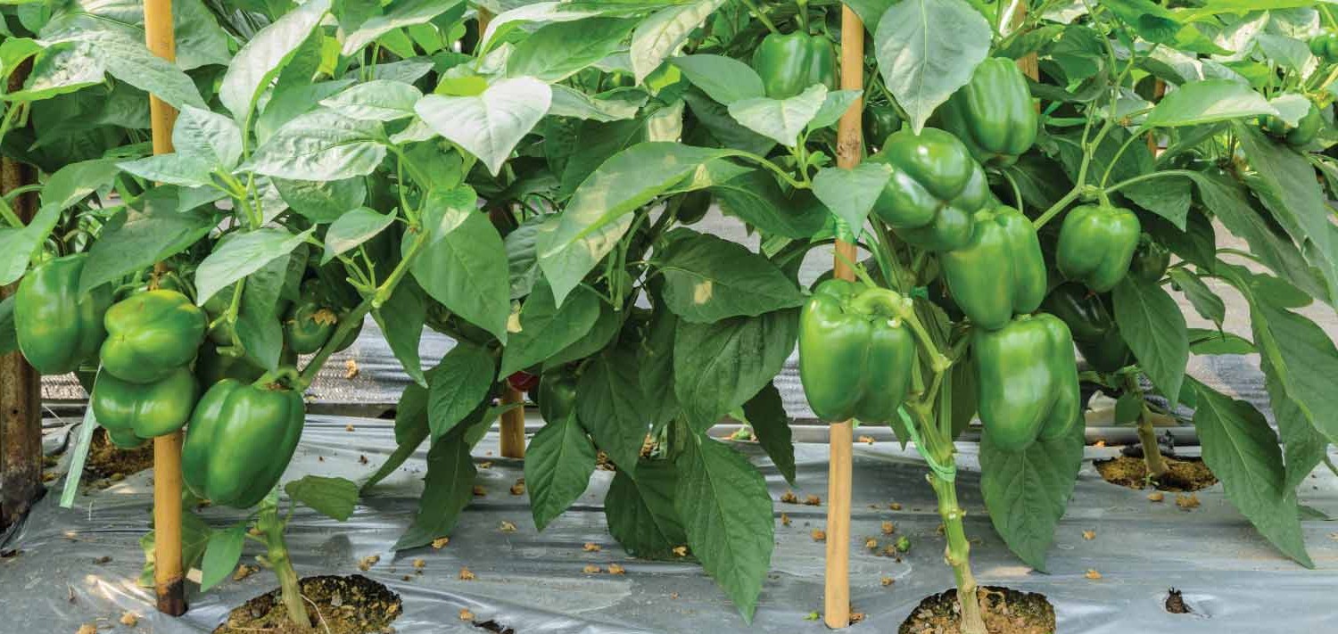Capsicum (Bell Pepper) Production — 90 Days