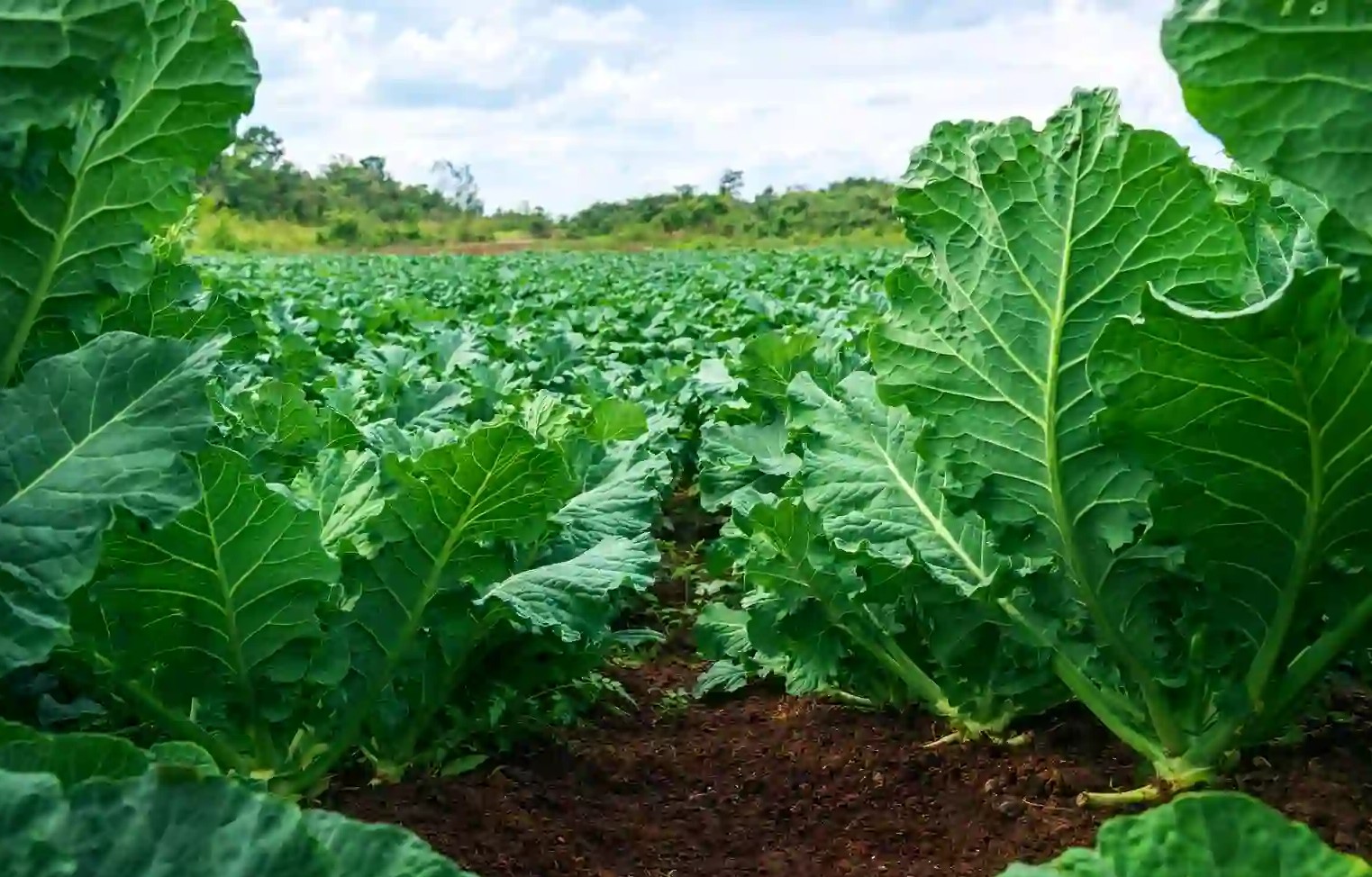 Kale (Sukuma Wiki) Production — 60-Day Guide