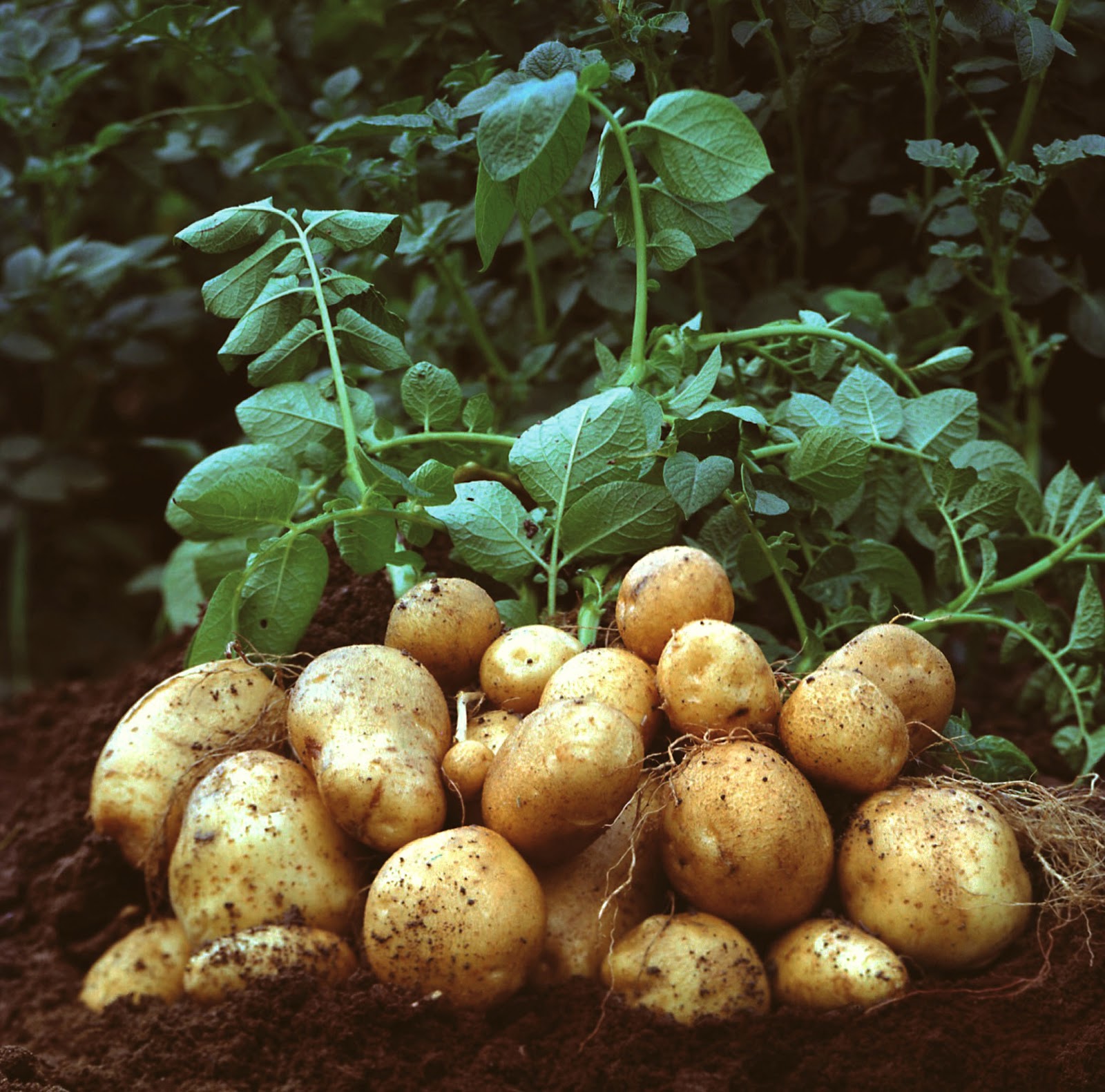 Irish Potato Farming — 90-Day Programme