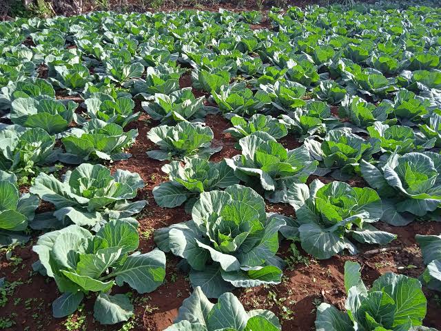 Cabbage Production — 90-Day Programme
