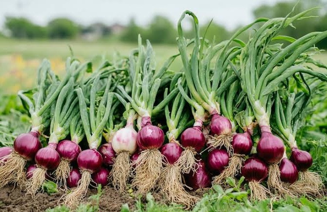 Onion Farming — Nursery to Harvest (120 Days)
