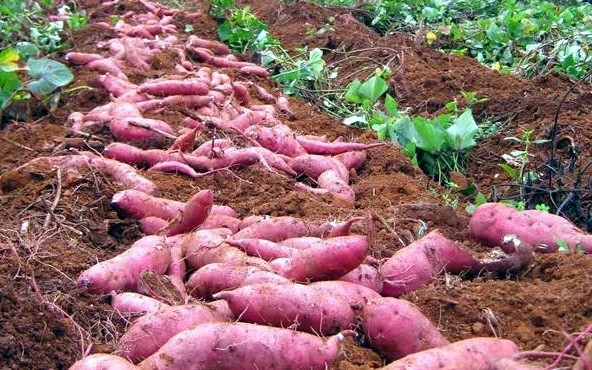 Sweet Potato Production — 120-Day Guide