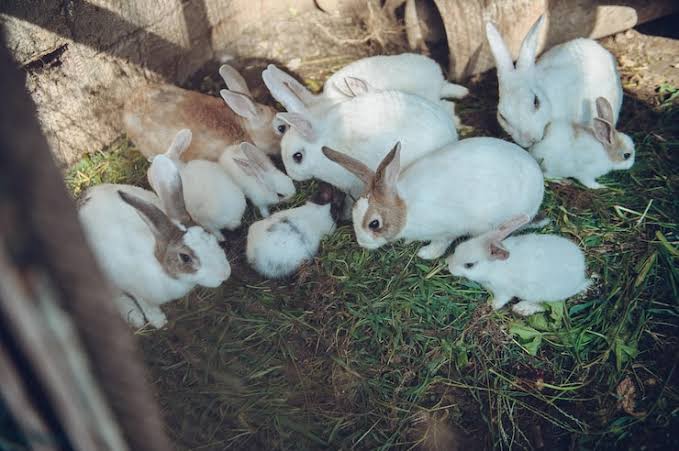 Rabbit Farming — From Kindling to Market (90 Days)