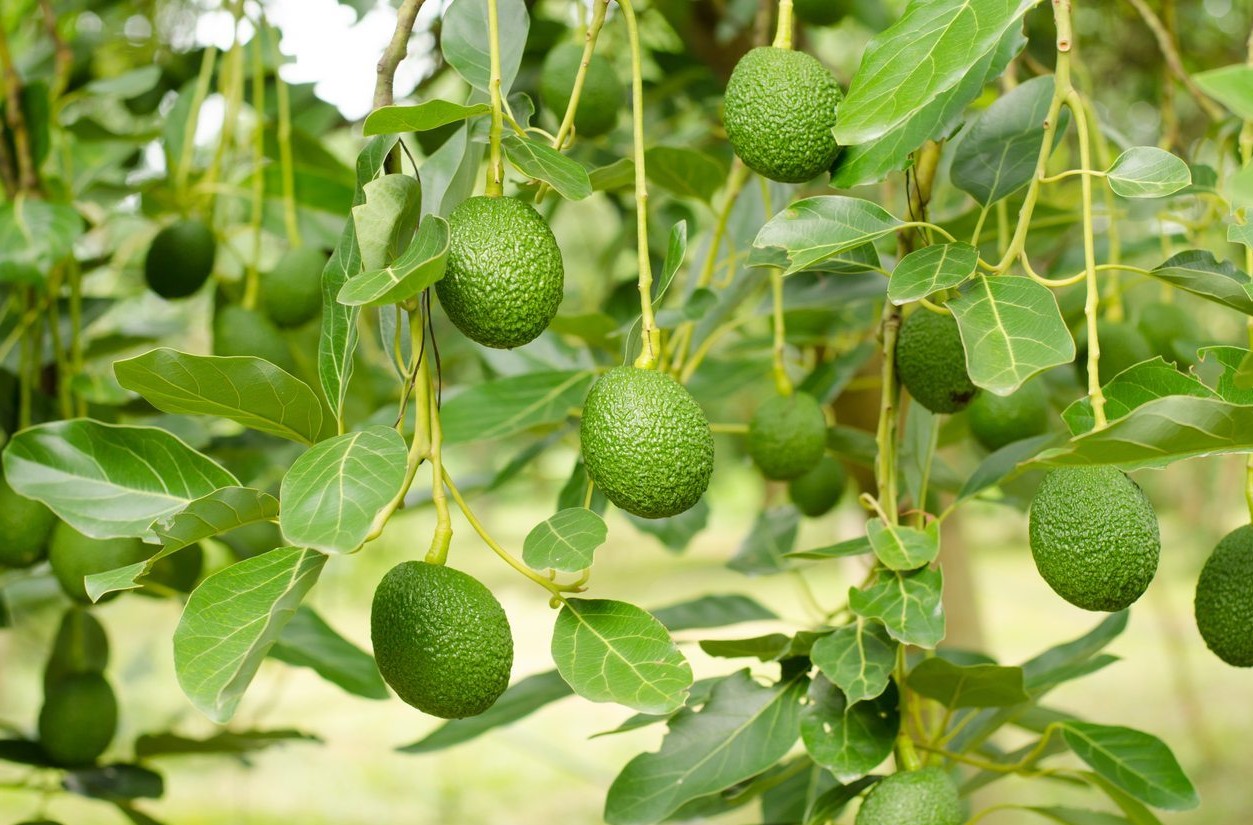 Avocado Farming — Establishment & Year 1 Guide
