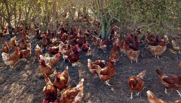 Improved Kienyeji Chicken Rearing (90 Days)